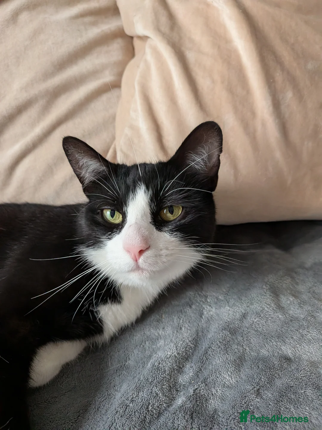 Mixed Breed cats for sale: Brother and Sister Packed  in Nottingham - Advert 3