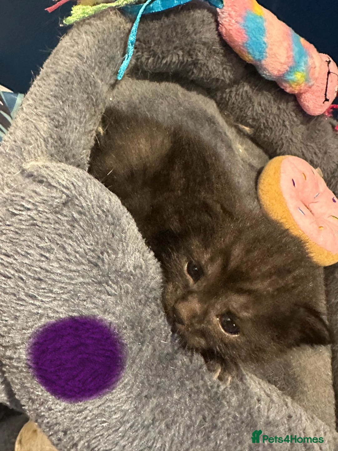 Bengal cats for sale: Queen boo 💕❤️ - Image 10