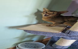 Abyssinian cats for stud: Stud Abyssinian TICA Registered in Corby - Image 18