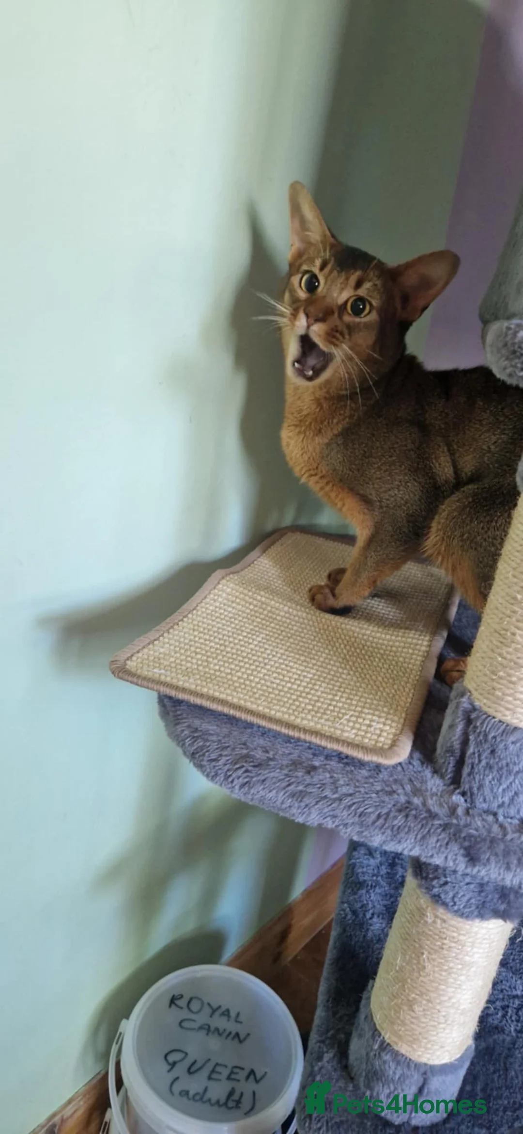 Abyssinian cats for stud: Stud Abyssinian TICA Registered in Corby - Advert 18
