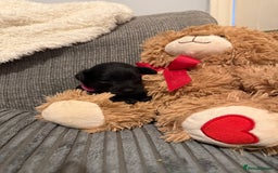Mixed Breed dogs for sale: Reduced  last boy ! Miniature schnauzer/schnoodle  in Hull - Image 13