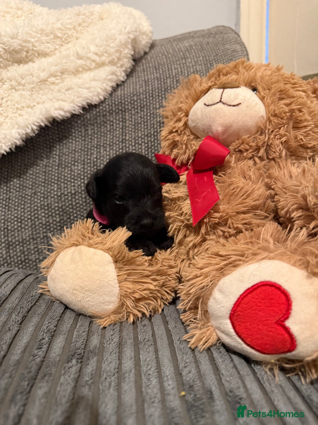 Mixed Breed dogs for sale: Reduced  last boy ! Miniature schnauzer/schnoodle  in Hull - Image 13