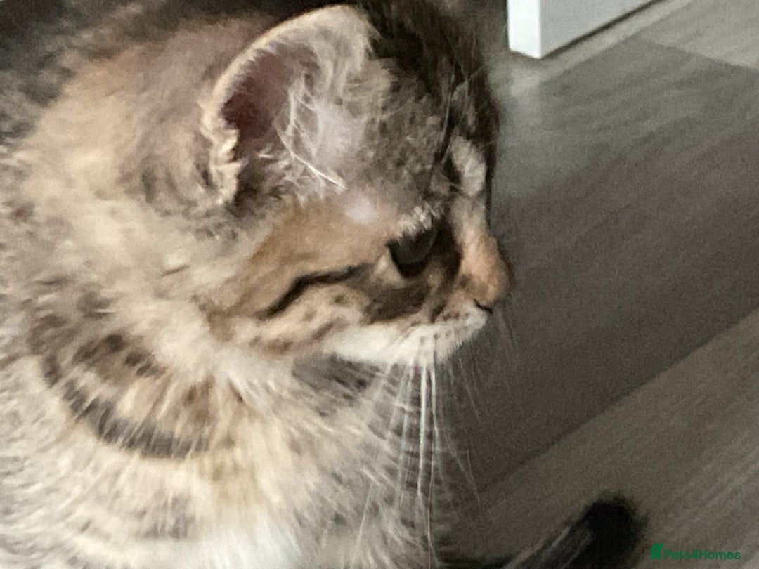 Mixed Breed cats for sale: Kittens for sale ready to go now   - Advert 21