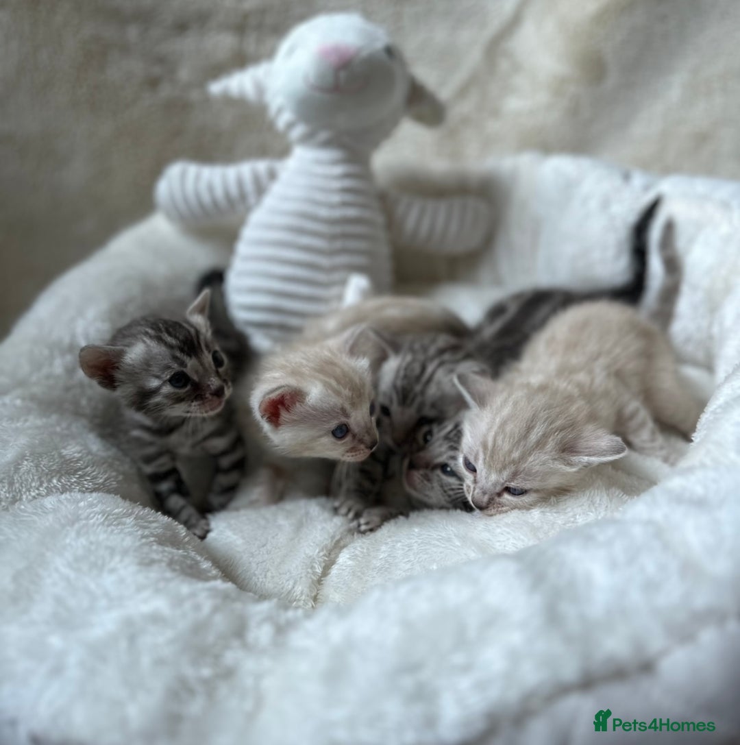 Bengal cats for sale: 💎💎💎 Luxury Bengal Kittens Available  - Image 1