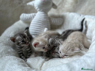 Bengal cats - Advert 6