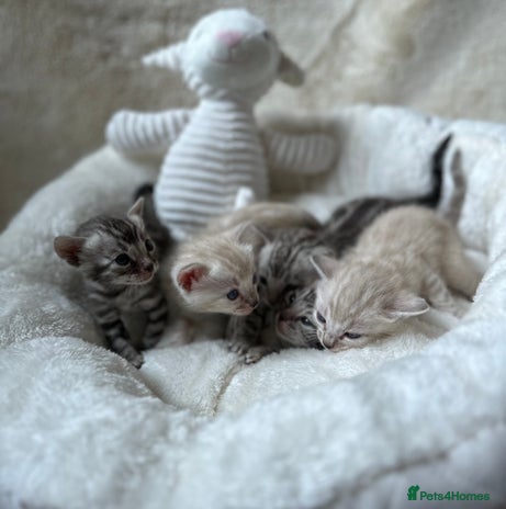 Bengal cats - Advert 1