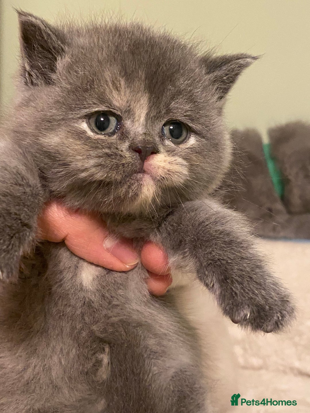 British Shorthair cats for stud: Meet Leo, Active Registered GCCF BHS Stud in Clitheroe - Advert 22