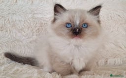 Ragdoll cats for sale: 💞BEAUTIFUL FULL PEDIGREE TICA RAGDOLL KITTENS 💞 - Image 3