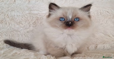 Ragdoll cats - Advert 9