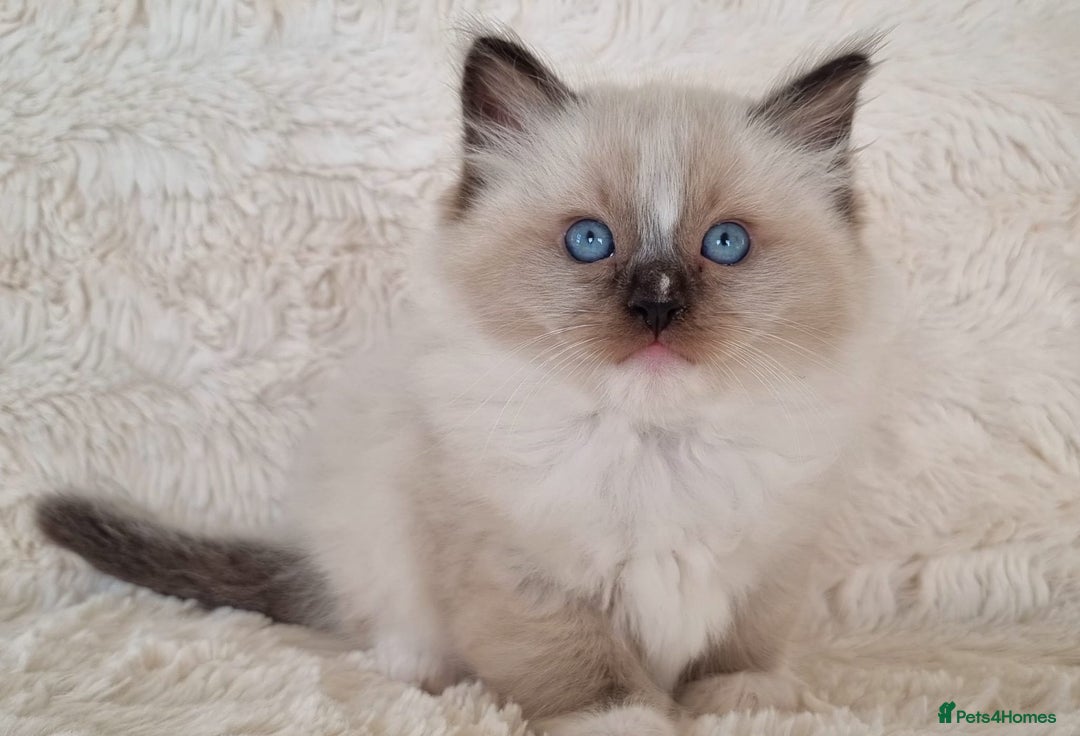 Ragdoll cats for sale: 💞BEAUTIFUL FULL PEDIGREE TICA RAGDOLL KITTENS 💞 - Image 3