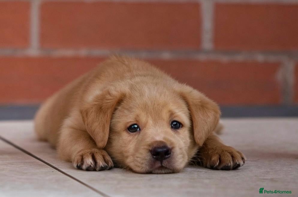 Labrador Retriever dogs Superb fully health tested fox reds  - Advert 1