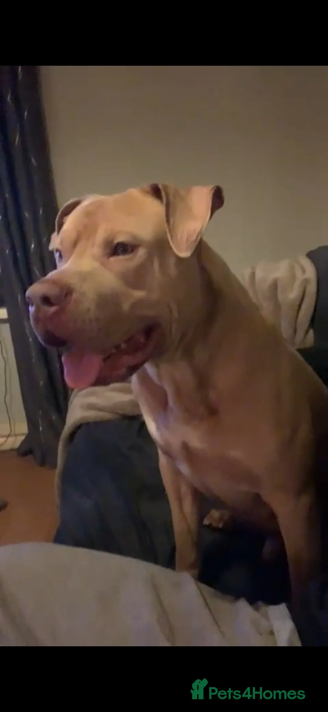 Mixed Breed dogs for sale: Xl bully cross cane corso  - Advert 1