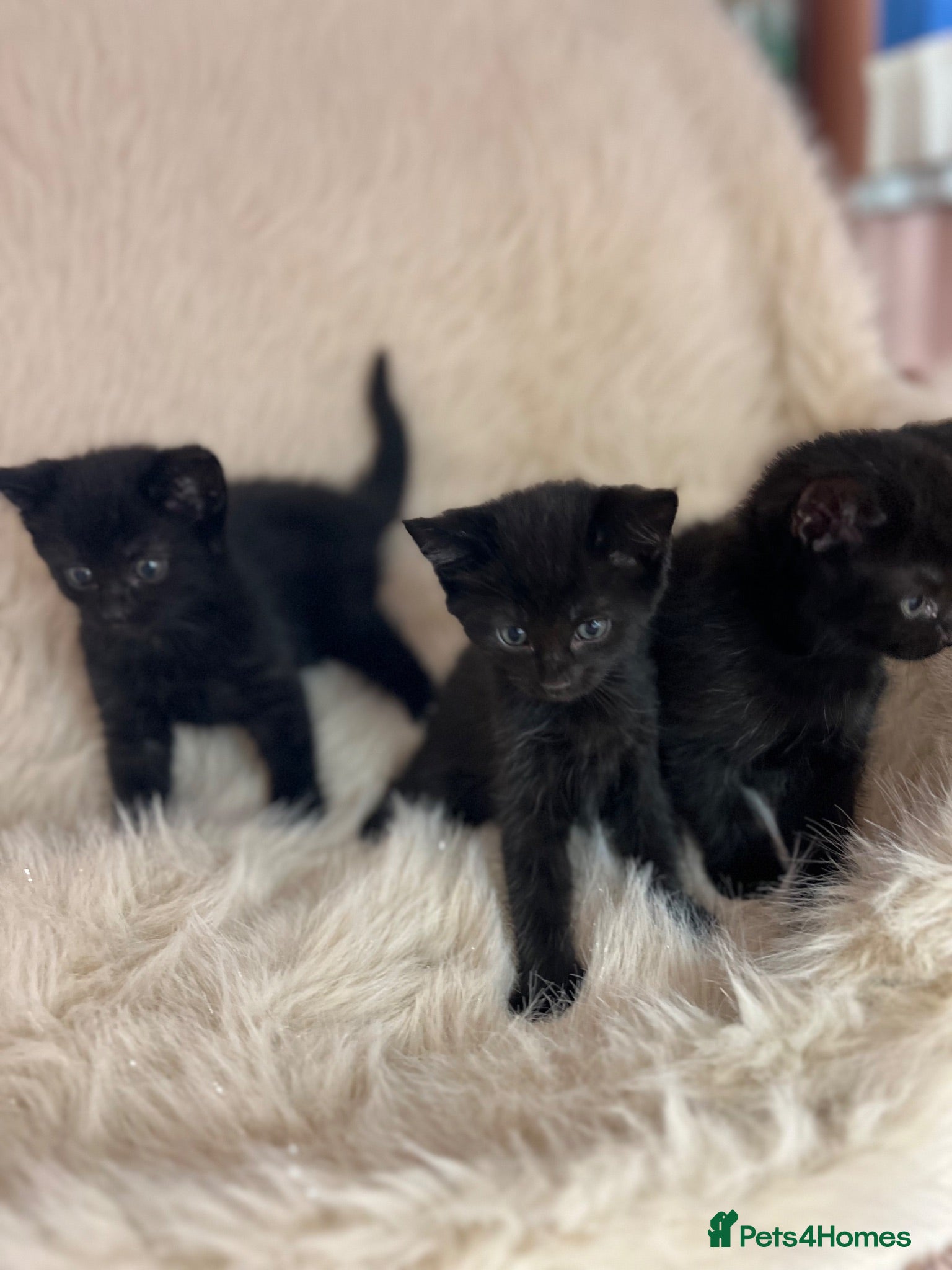 Mixed Breed cats for sale: Mixed kittens  - Advert 1