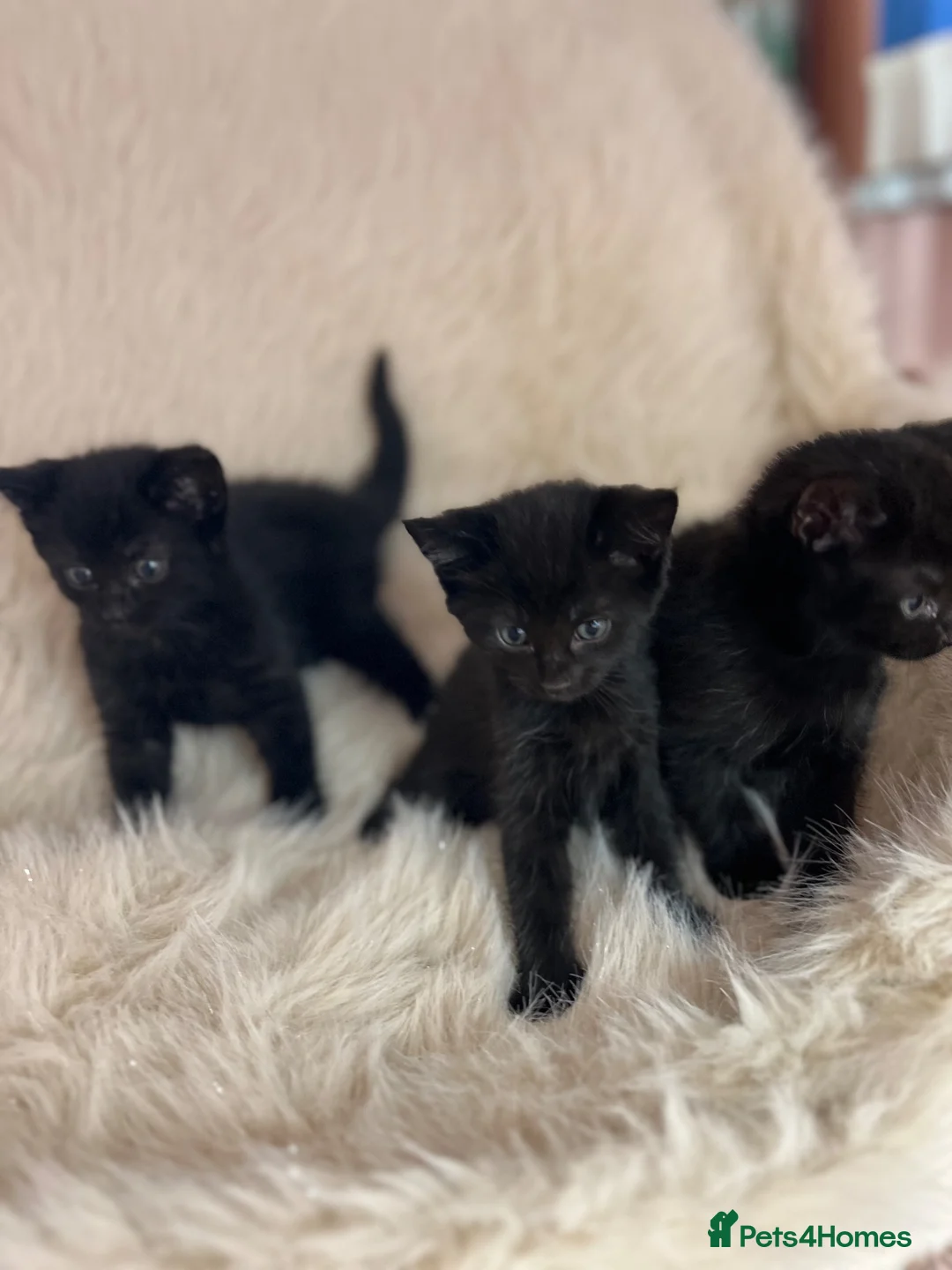 Mixed Breed cats for sale: Mixed kittens  - Advert 1