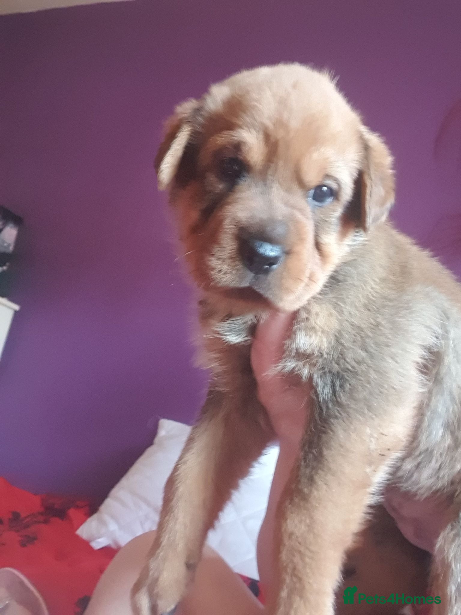 Mixed Breed dogs Rottweiler/ Sharpie Puppies - Advert 2