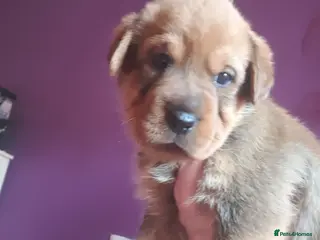 Mixed Breed dogs Rottweiler/ Sharpie Puppies 2 Girls now available. - Advert 3