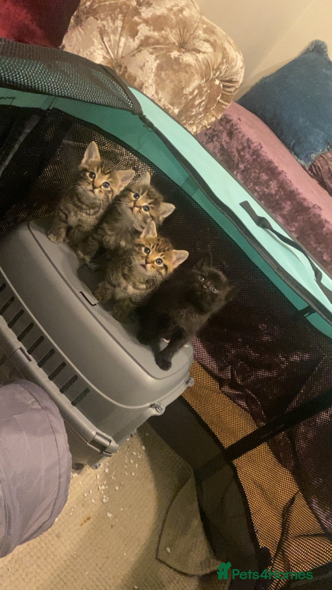 Mixed Breed cats for sale: 4x Tabby😻Babies ready ✅  - Advert 1