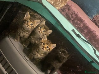 Mixed Breed cats 4x Tabby😻Babies ready ✅ - Advert 1