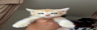 British Shorthair(brown collar)
