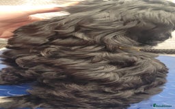 Cockapoo dogs for sale: 3 Stunning Black F1 Show Type Cockapoos  in Mansfield - Image 4