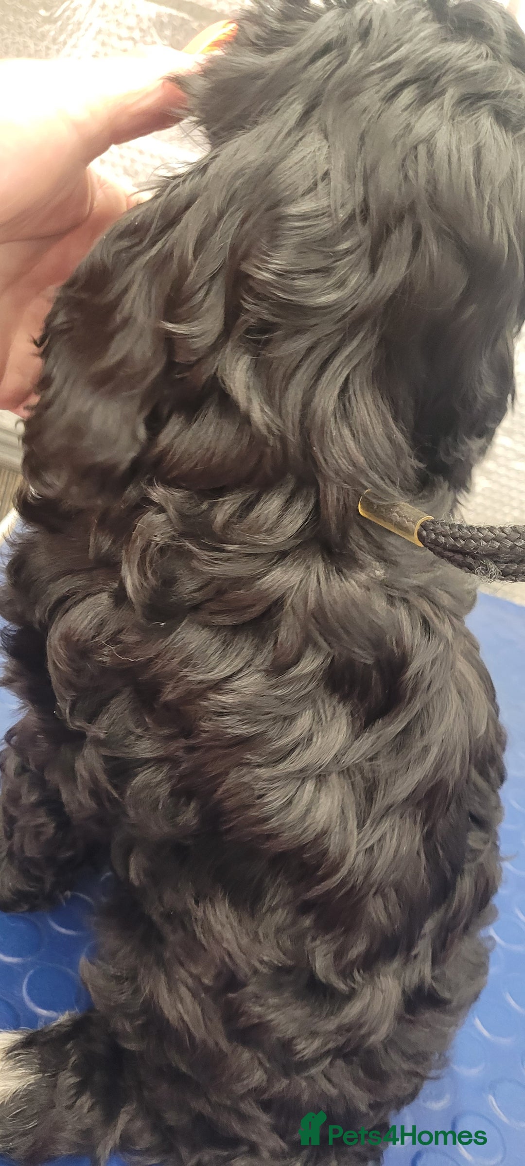 Cockapoo dogs for sale: 3 Stunning Black F1 Show Type Cockapoos  in Mansfield - Image 4