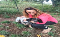 English Setter dogs for adoption: Olaf  - Image 9