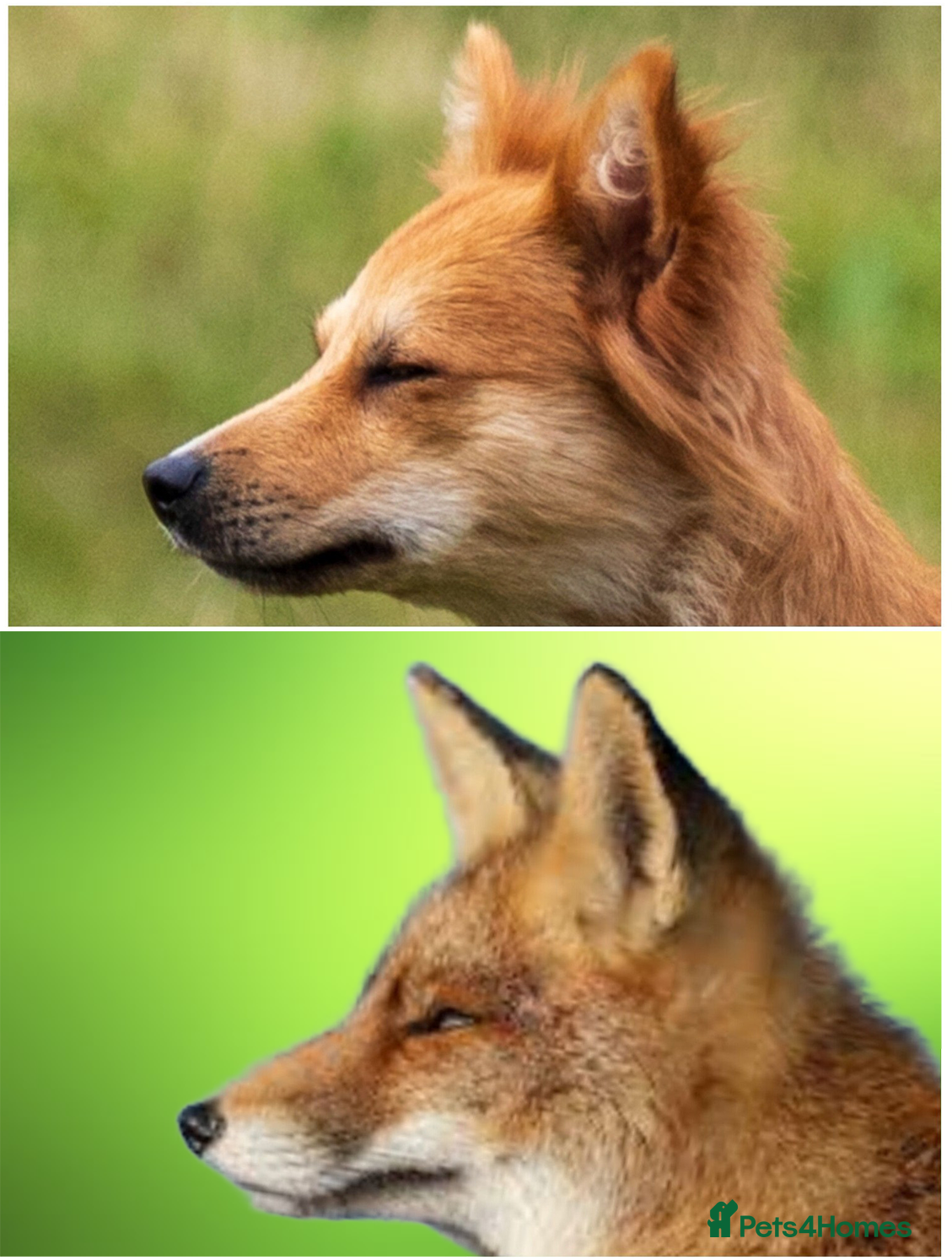 Mixed Breed dogs Italian Volpino puppies 🦊  - Advert 1