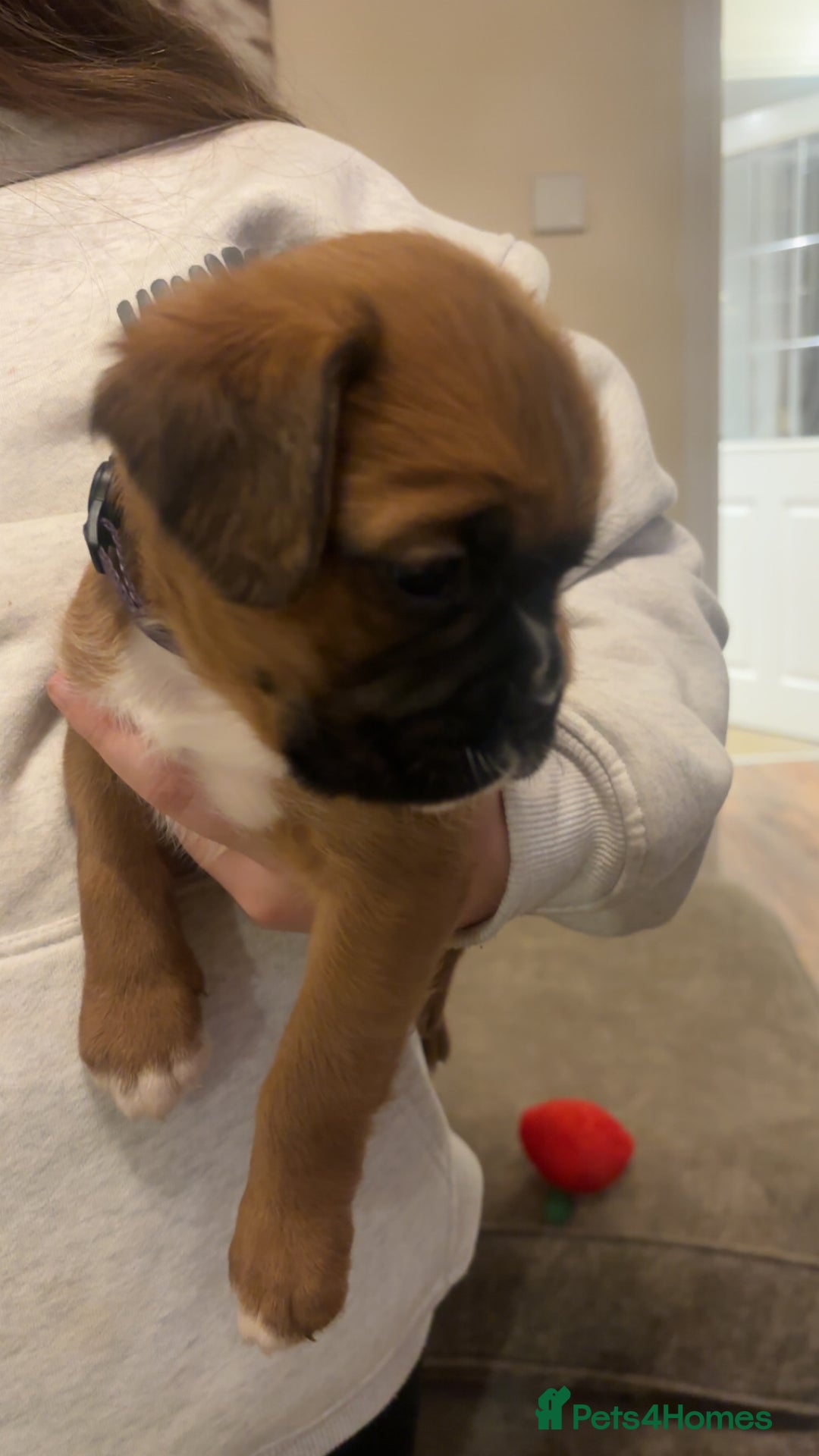 Boxer dogs for sale: Ready to leave one girl left - Advert 13