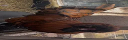 Mixed Breed poultry for sale: Polish x. Perkin batman x2  - Advert 8