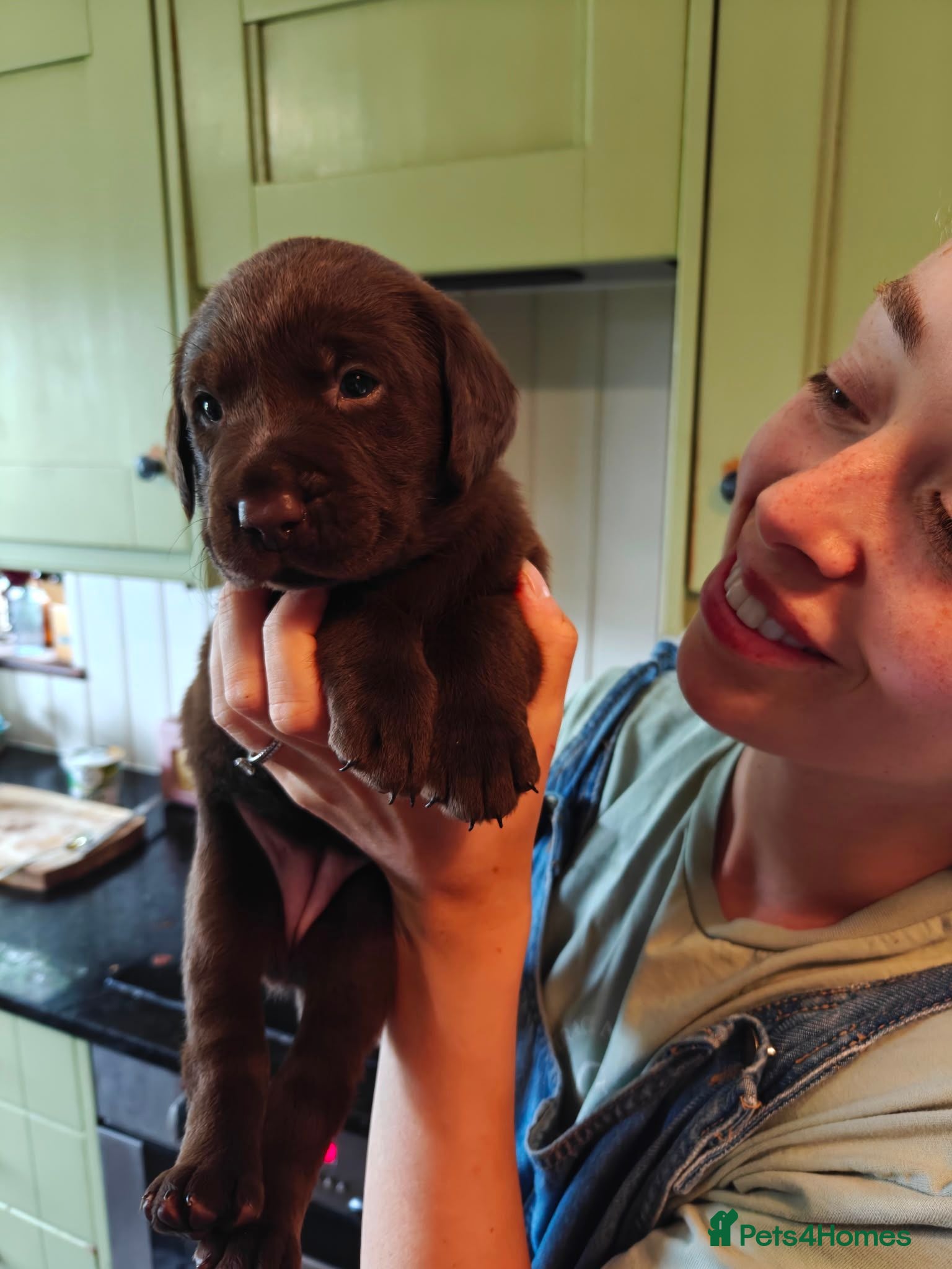 Labrador Retriever dogs Beautiful Pedigree Choc Labrador Pups - 4 left! - Advert 9