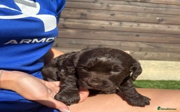 Cocker Spaniel dogs for sale: 3 Beautiful cocker spaniel puppies 2 boys 1 girl - Image 7