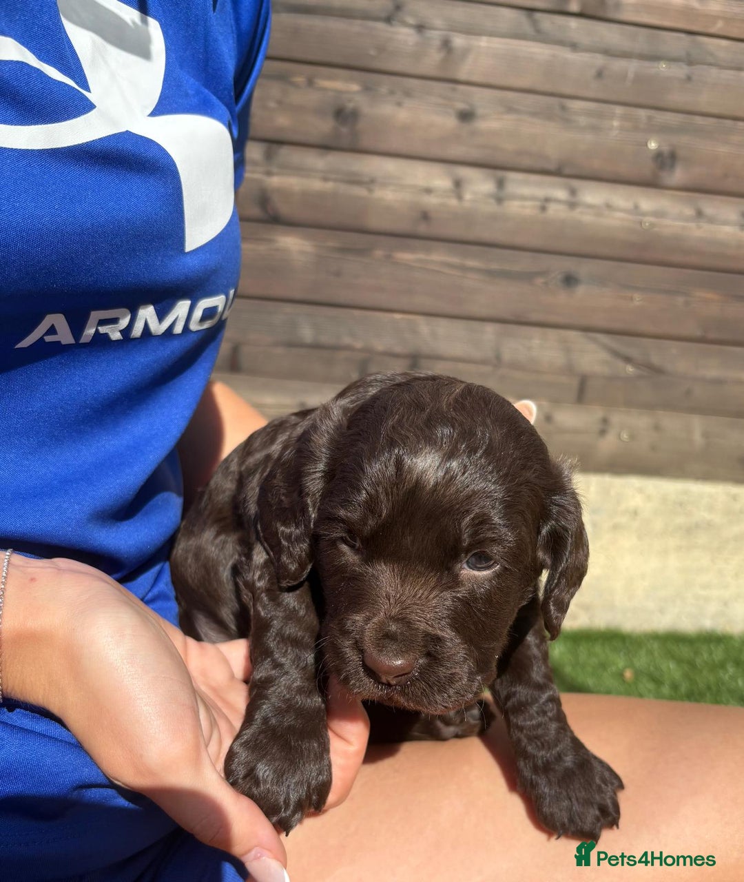 Cocker Spaniel dogs for sale: 3 Beautiful cocker spaniel puppies 2 boys 1 girl - Image 7