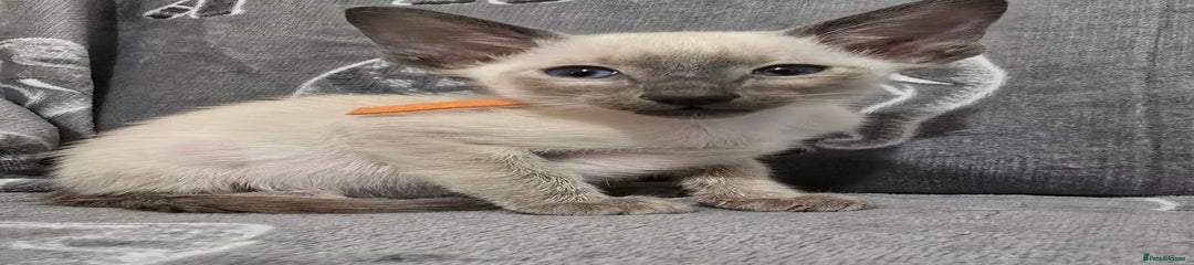 Siamese Kitten 1 orange collar