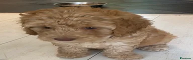 Cockapoo Puppy 2