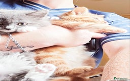 British Shorthair cats for sale: 4 Beutiful kittens  - Image 3