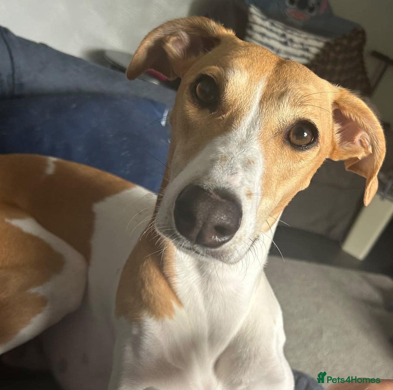 Mixed Breed dogs Beautiful Angel wants a new loving forever home - Advert 1