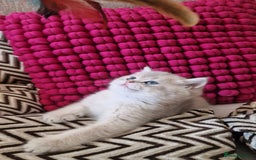 British Shorthair cats for sale: GOLDEN BRITISH SHORTHAIR KITTENS TICA  - Image 23
