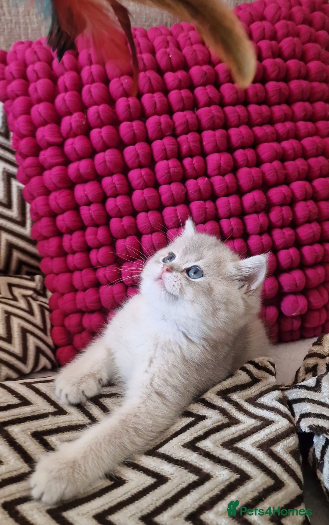 British Shorthair cats for sale: GOLDEN BRITISH SHORTHAIR KITTENS TICA  - Image 23