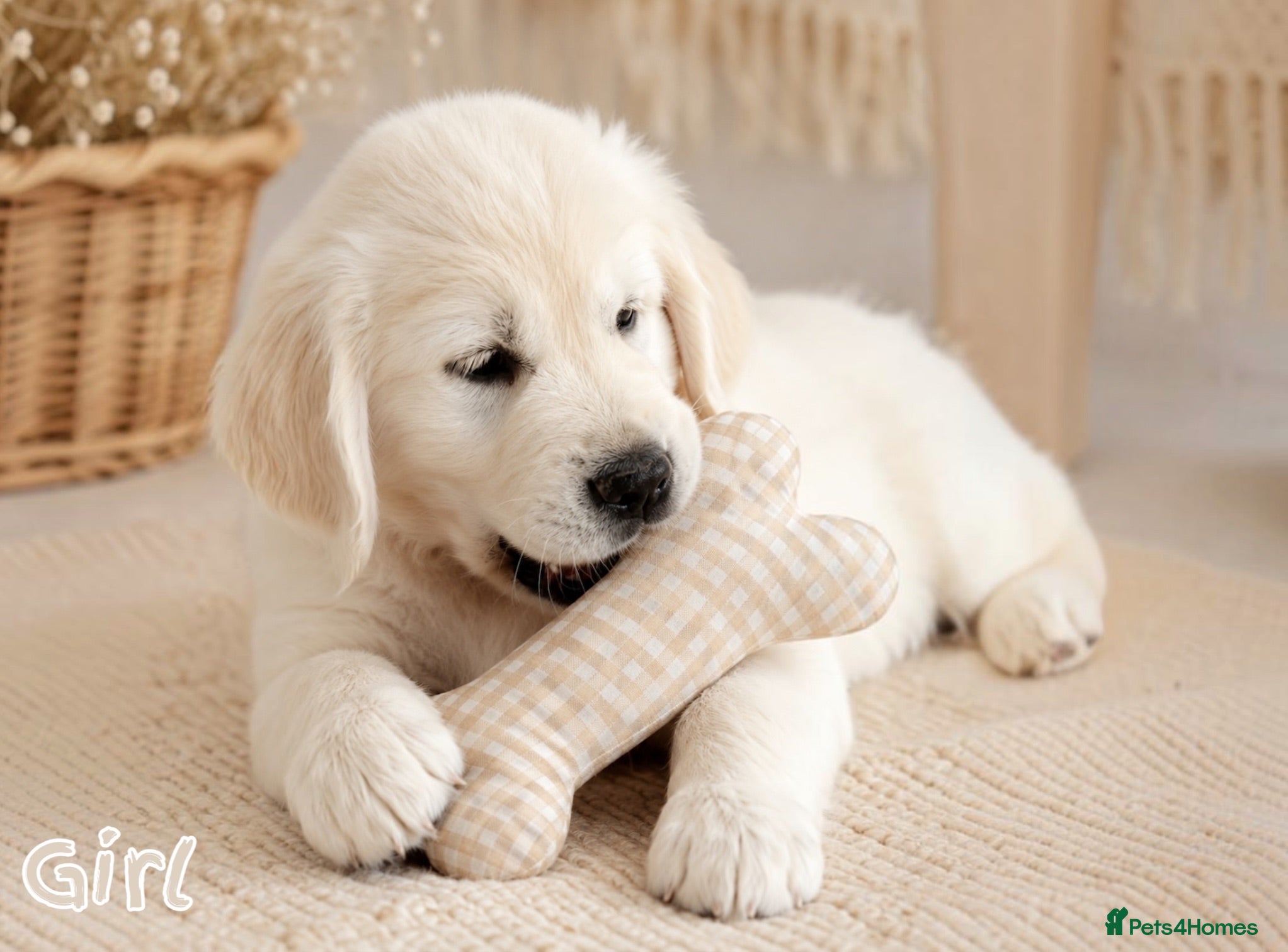 Golden Retriever dogs 🏆 GRAND CHAMPION lines ~ READY TODAY 🩷💙 - Advert 1