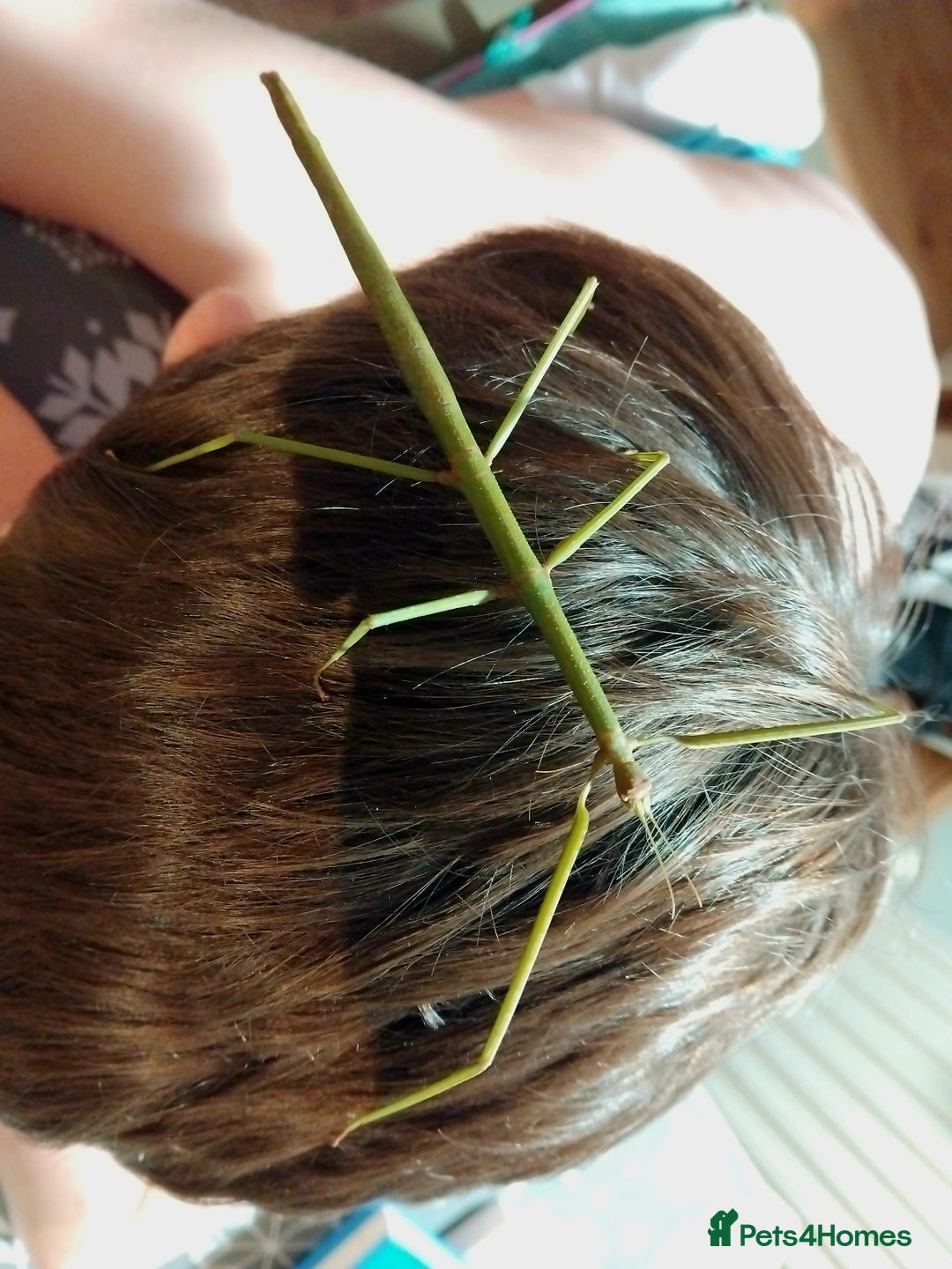 Stick Insects invertebrates for sale: Ramulus artemis EGGS - Advert 3