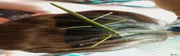 Stick Insects invertebrates for sale: Ramulus artemis EGGS - Advert 3