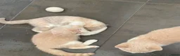 British Shorthair cats for sale: Two Beautiful GCCF pedigree British Kittens - Advert 5