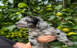 Labradoodle dogs for sale: One beautiful F1B Labradoodle puppy left!  - Image 17