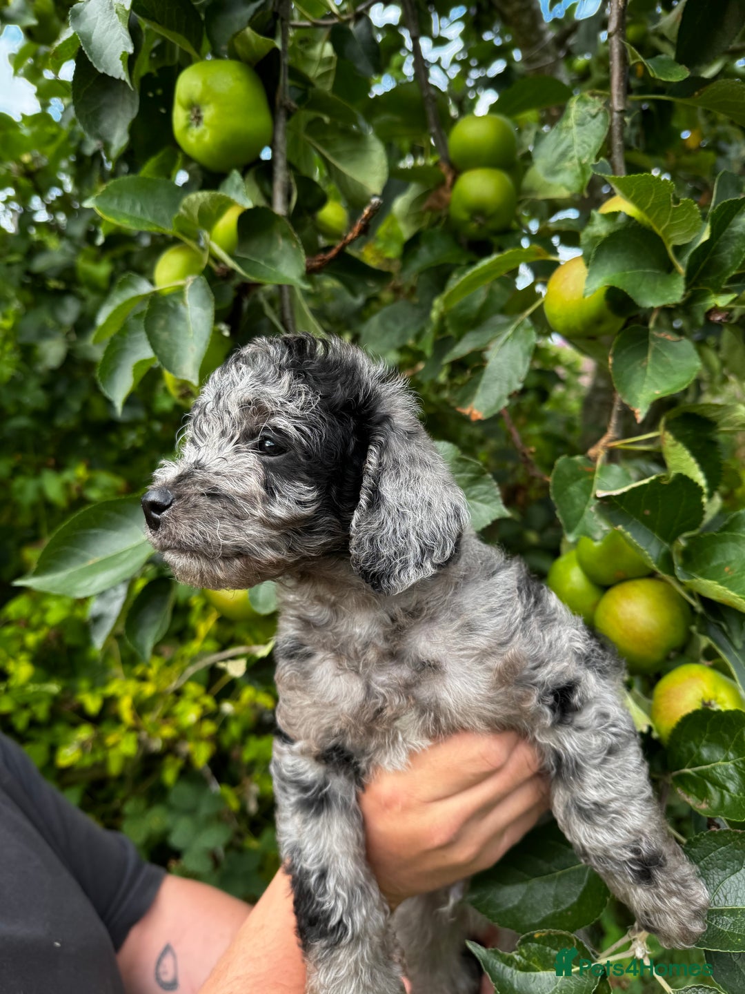 Labradoodle dogs for sale: One beautiful F1B Labradoodle puppy left!  - Image 17
