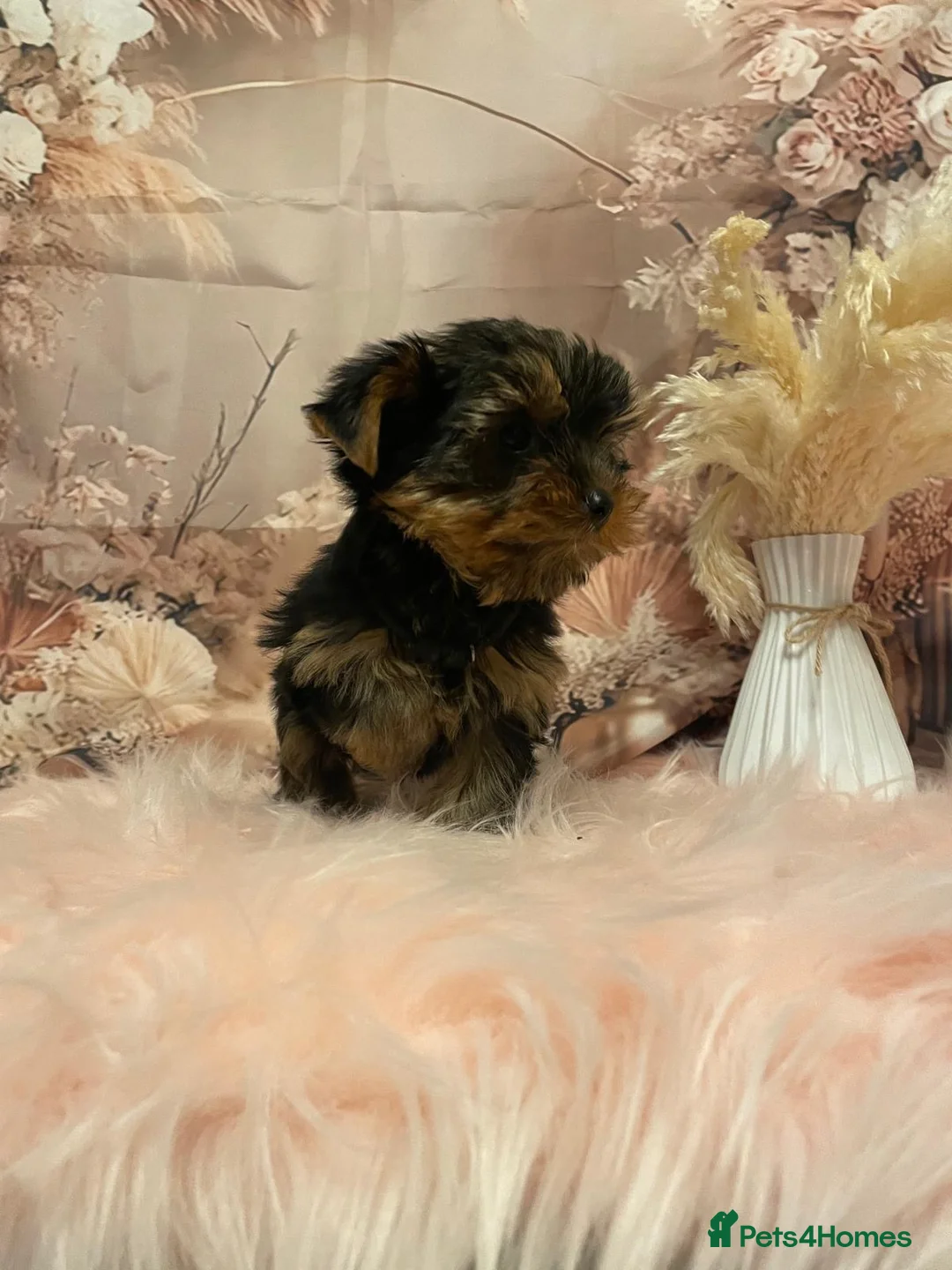 Yorkshire Terrier dogs for sale: Left one beautiful boy❤️ - Advert 20