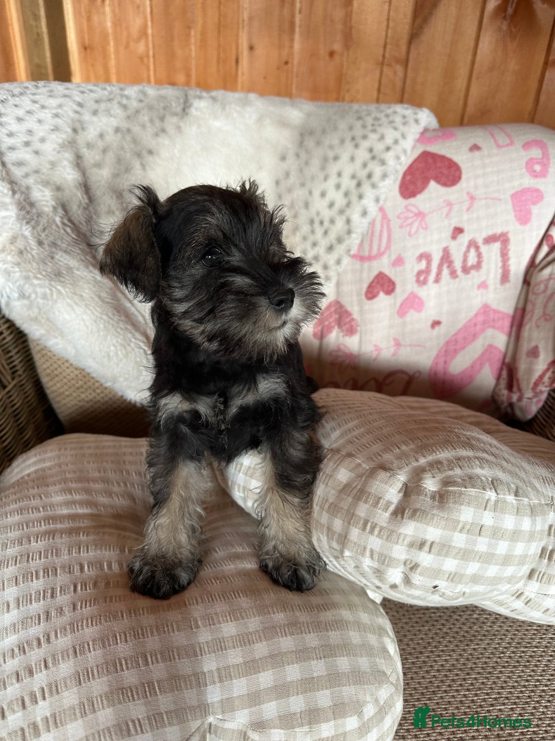 Miniature Schnauzer dogs for sale: Ready Now! miniature schnauzer puppies  - Image 7