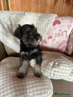 Miniature Schnauzer dogs - Advert 7