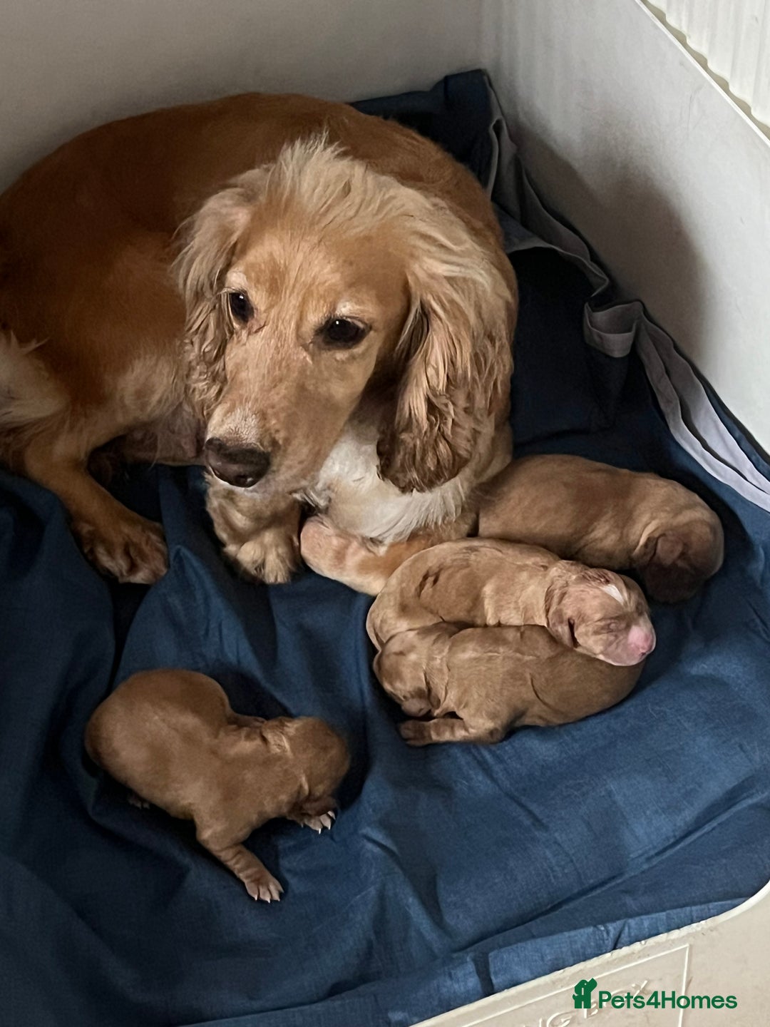 Cocker Spaniel Pets4homes Springer Spaniel Caessr Cocker And