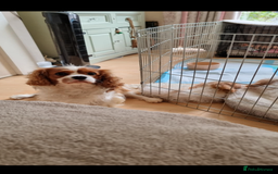Cavapoo dogs for sale: Beautiful Blenheim cavapoo puppies - Image 7