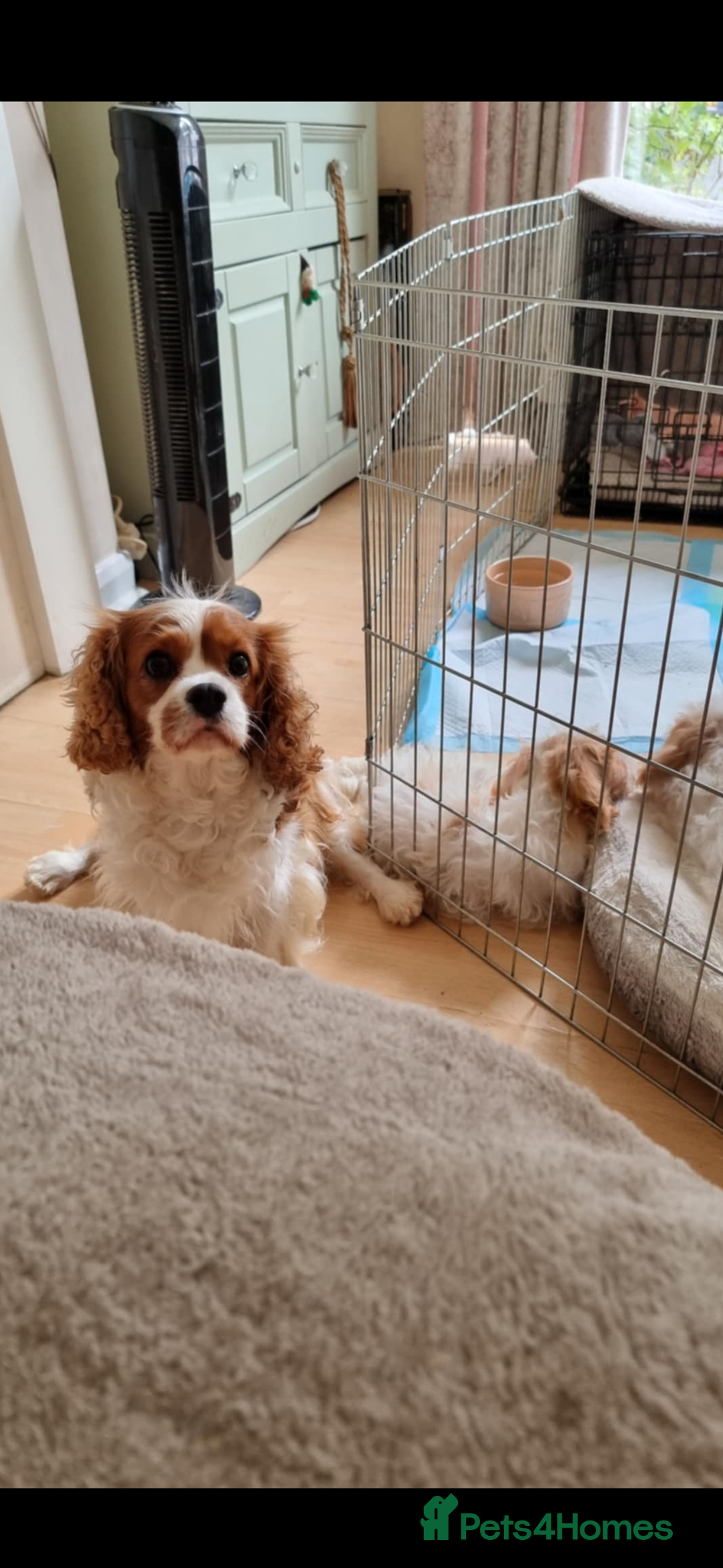 Cavapoo dogs for sale: Beautiful Blenheim cavapoo puppies - Image 7